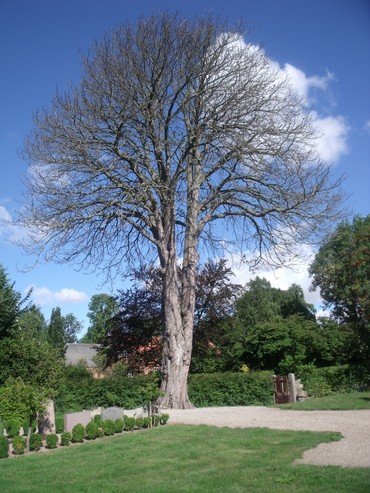 Billede af Træ uden blade og blå himmel