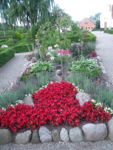røde blomster i bed på Allesø Kirkegård